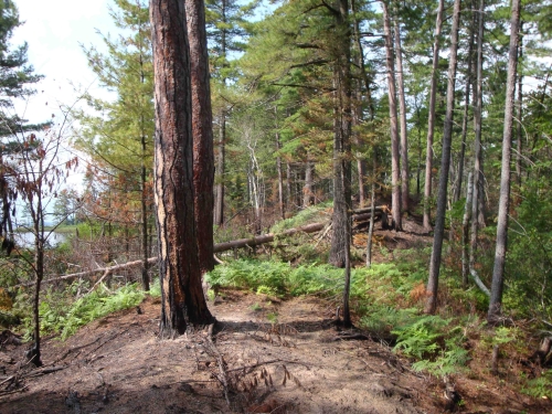A photo of the Dry-mesic Northern Forest natural community type