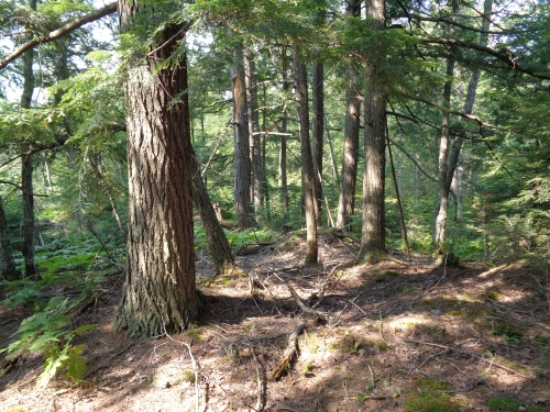 A photo of the Dry-mesic Northern Forest natural community type