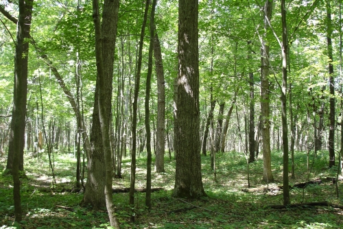 A photo of the Dry-mesic Southern Forest natural community type