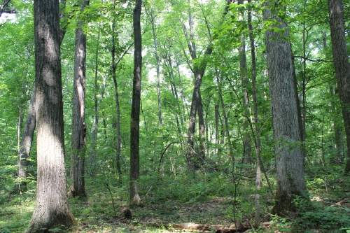 A photo of the Dry-mesic Southern Forest natural community type