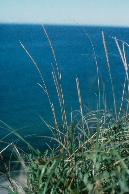 elymus glaucus