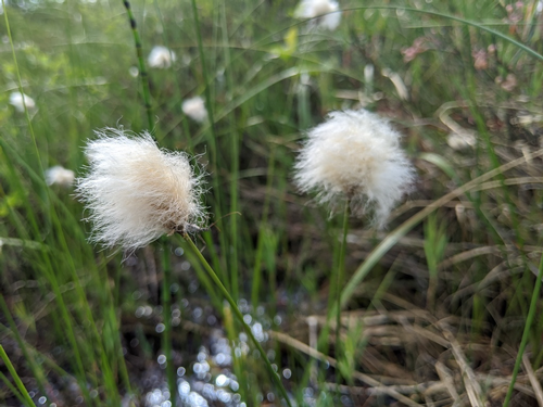 species photo