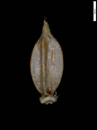species photo