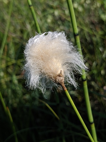 species photo