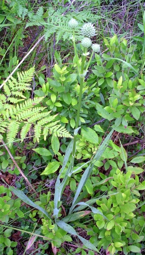 button snakeroot (Eryngium yuccifolium)