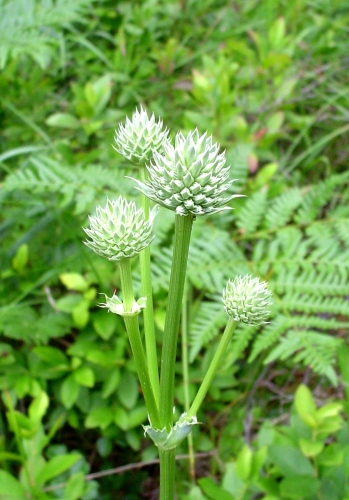 button snakeroot (Eryngium yuccifolium)