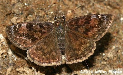 Atheris mabuensis n. sp. (PEM R17910): Top-small juvenile