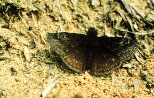 species photo