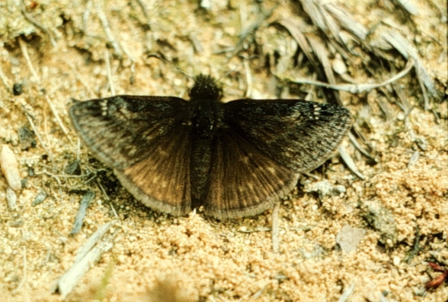 species photo