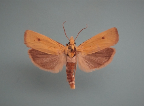 species photo