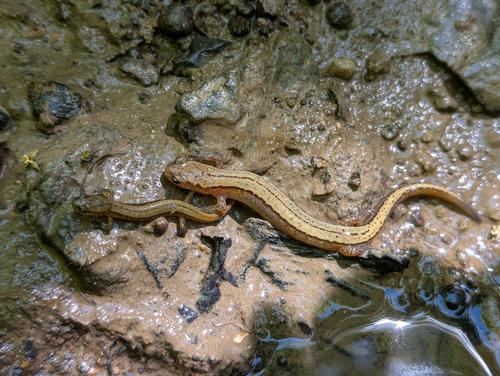 species photo