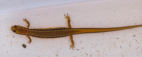 species photo