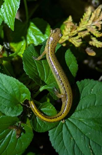 species photo