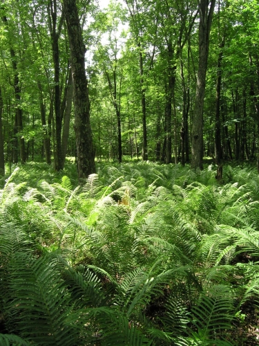 A photo of the Floodplain Forest natural community type