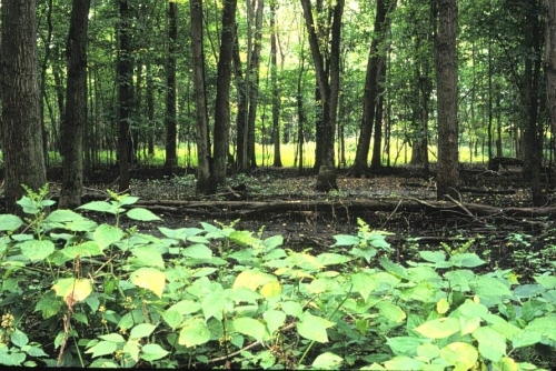 A photo of the Floodplain Forest natural community type