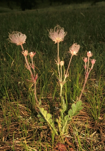 Geum Triflorum Prairie Smoke Michigan Natural Features Inventory