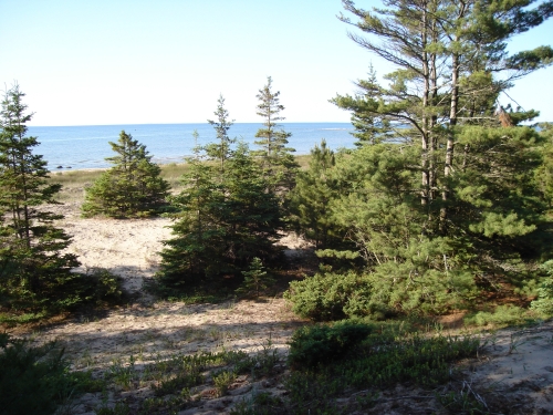 A photo of the Great Lakes Barrens natural community type