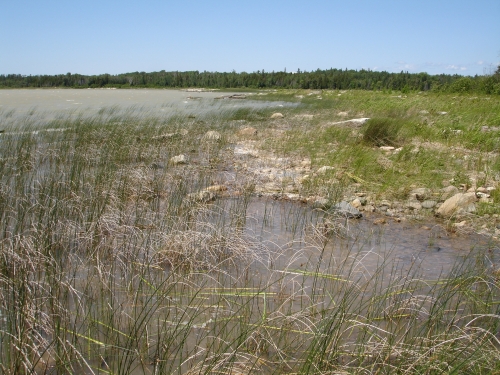 A photo of the Great Lakes Marsh natural community type