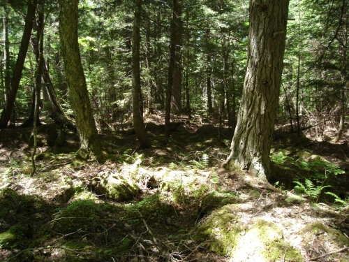 A photo of the Hardwood-Conifer Swamp natural community type