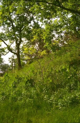 A photo of the Hillside Prairie natural community type