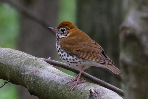 species photo