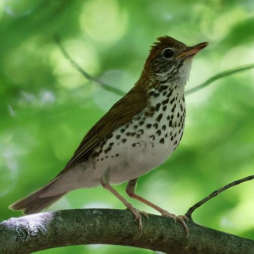 species photo