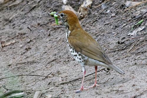 species photo