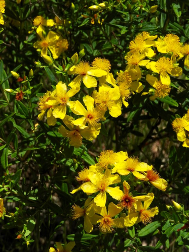 species photo