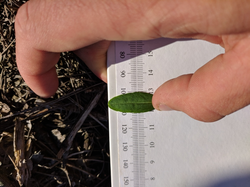 species photo