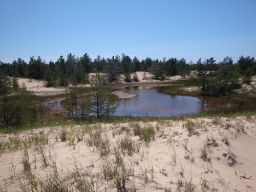 A photo of the Interdunal Wetland natural community type