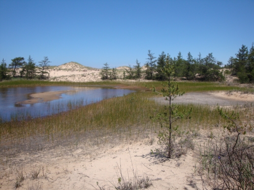 A photo of the Interdunal Wetland natural community type