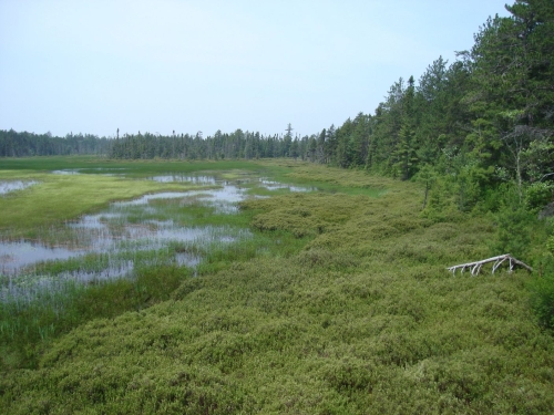 A photo of the Intermittent Wetland natural community type