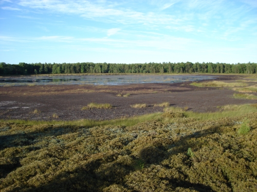 A photo of the Intermittent Wetland natural community type
