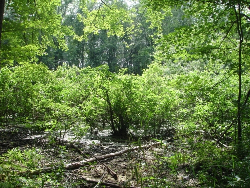 A photo of the Inundated Shrub Swamp natural community type
