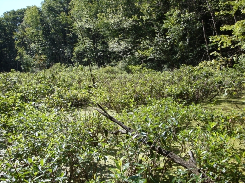 A photo of the Inundated Shrub Swamp natural community type