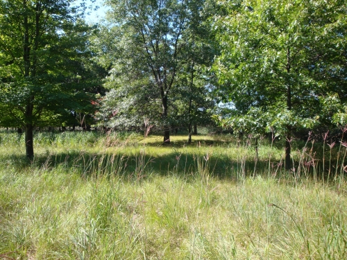 A photo of the Lakeplain Oak Openings natural community type