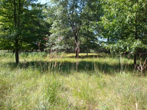 A photo of the Lakeplain Oak Openings natural community type