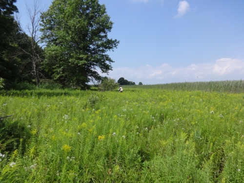 A photo of the Lakeplain Wet Prairie natural community type