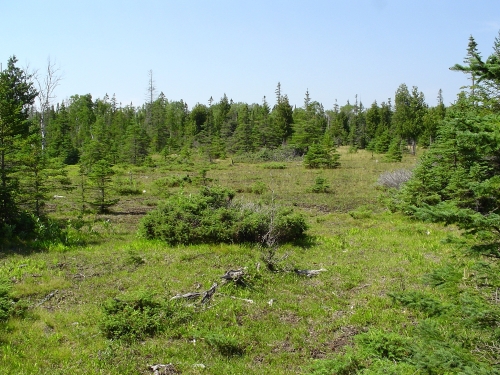 A photo of the Limestone Bedrock Glade  natural community type