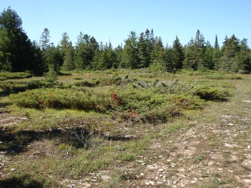 A photo of the Limestone Bedrock Glade  natural community type