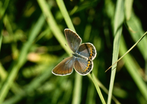 Because nobody 𝑒𝑣𝑒𝑟 suspects the butterfly — nurturing-nymph: Atheris  squamigera, common