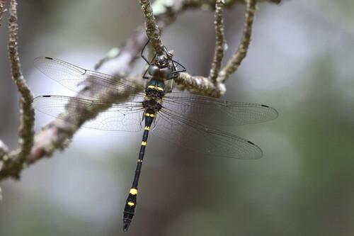 species photo