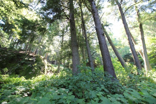 A photo of the Mesic Northern Forest natural community type
