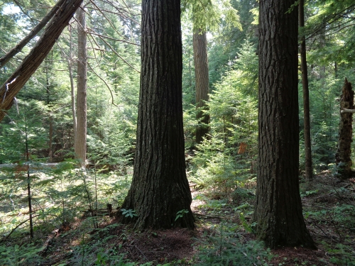 A photo of the Mesic Northern Forest natural community type