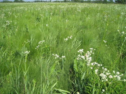 A photo of the Mesic Prairie natural community type