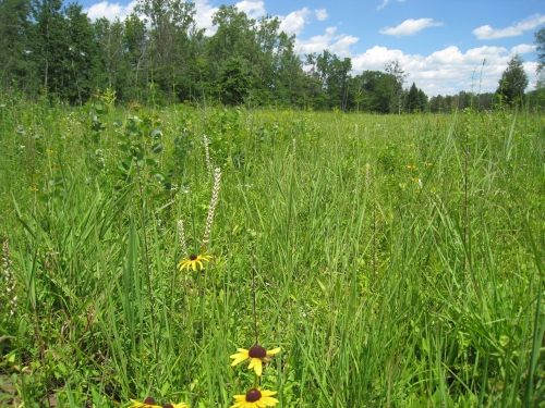 A photo of the Mesic Sand Prairie natural community type
