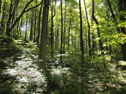 A photo of the Mesic Southern Forest natural community type