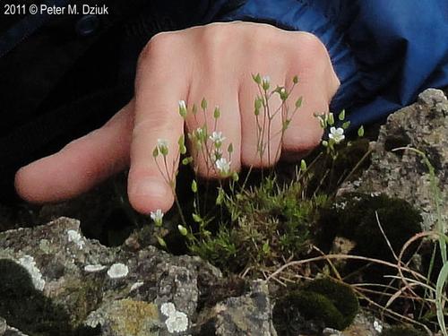 species photo