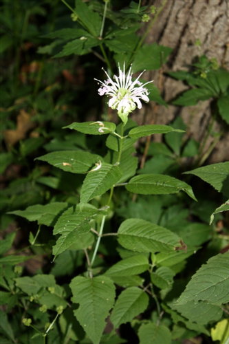 species photo