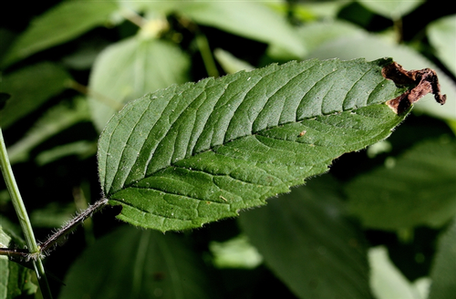 species photo